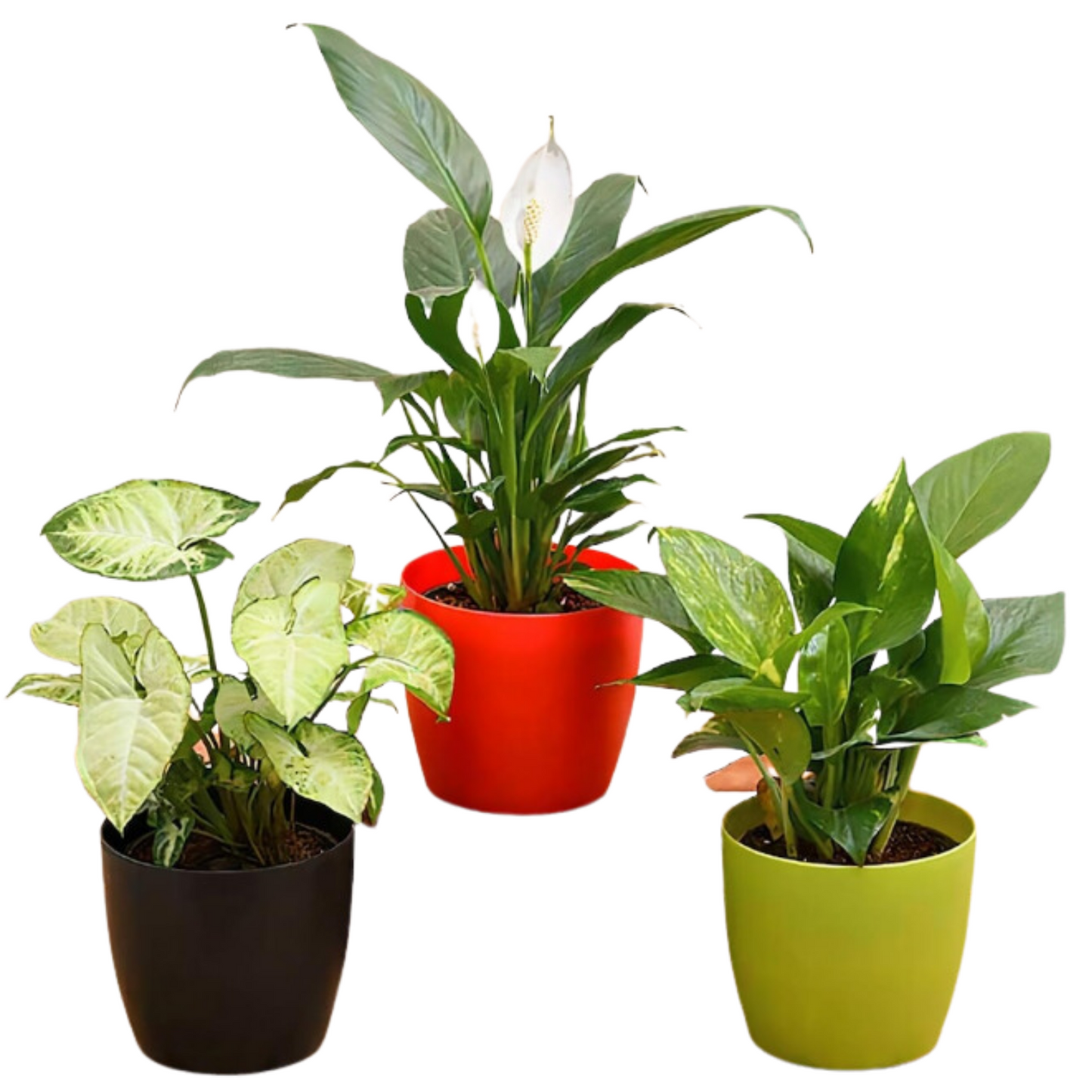 Air-Purifying Plants