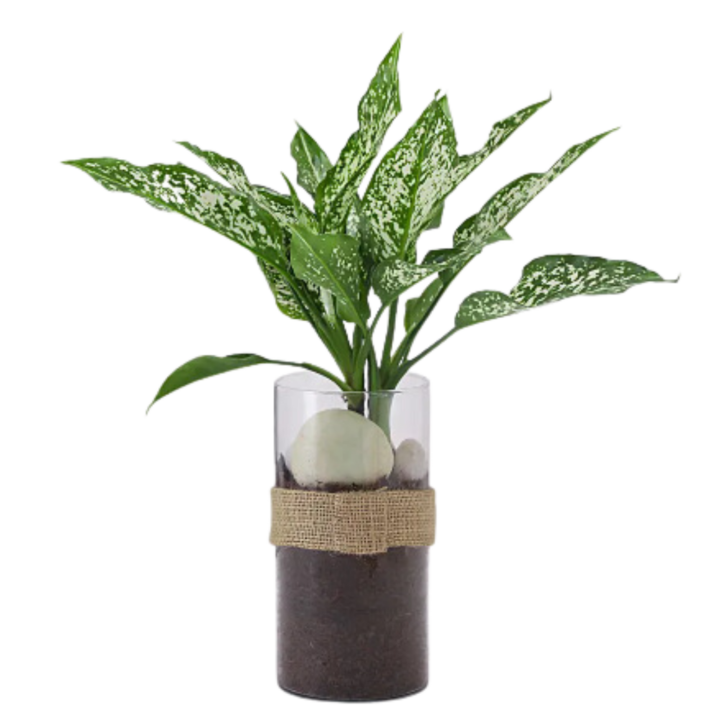 Green Aglaonema in Glass