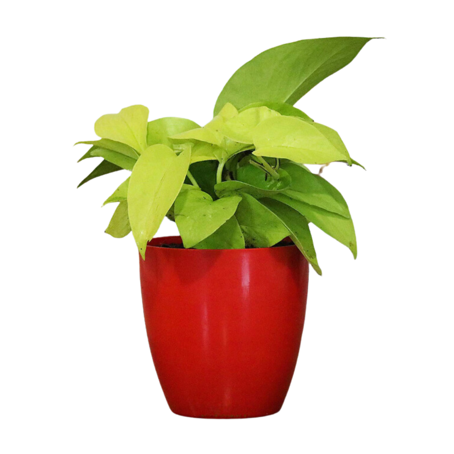 Thriving Money Plant