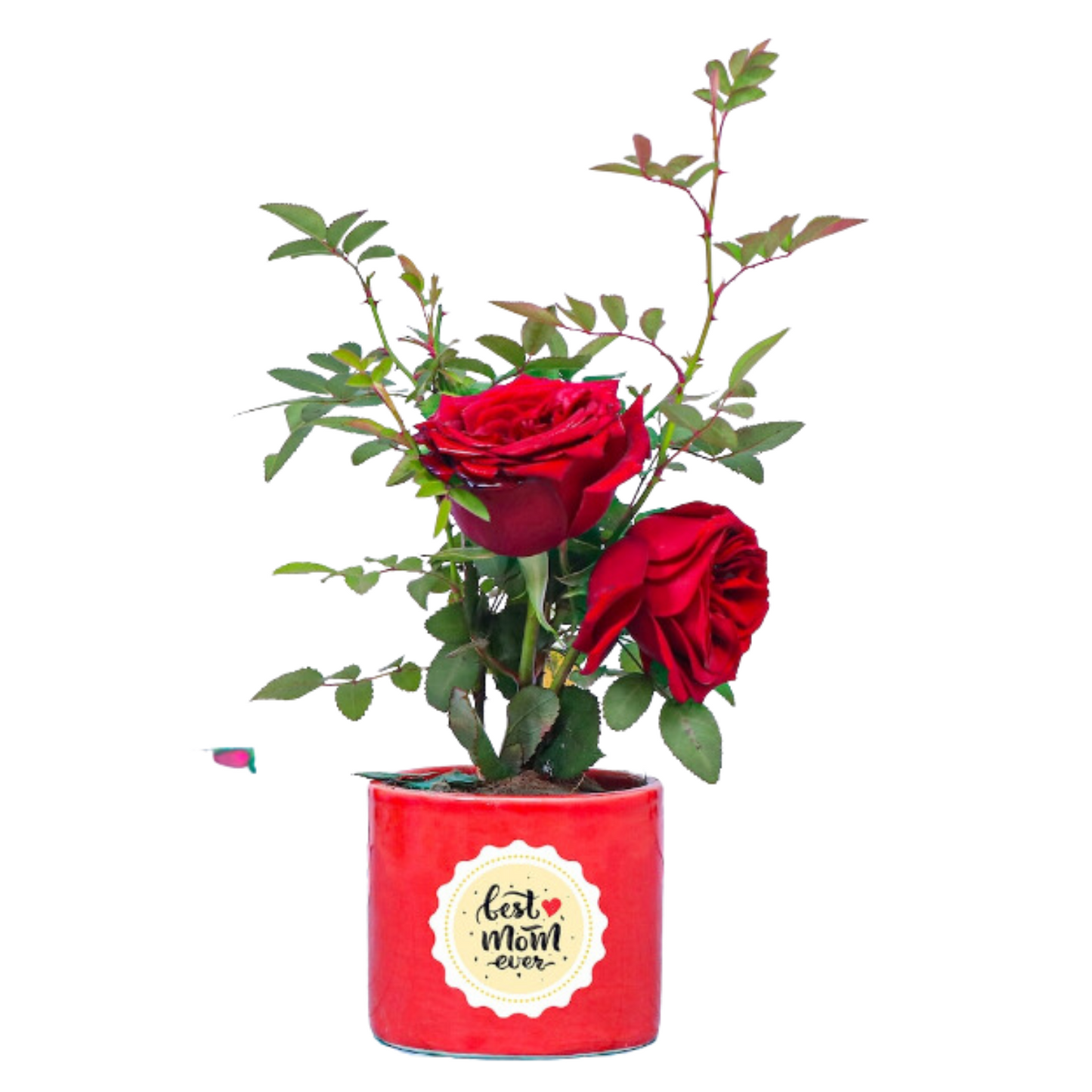 Red Rose Plant