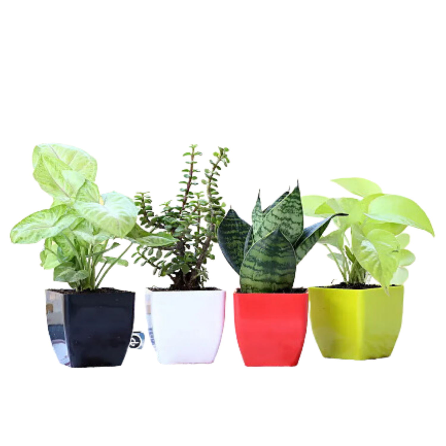 The Green Quartet