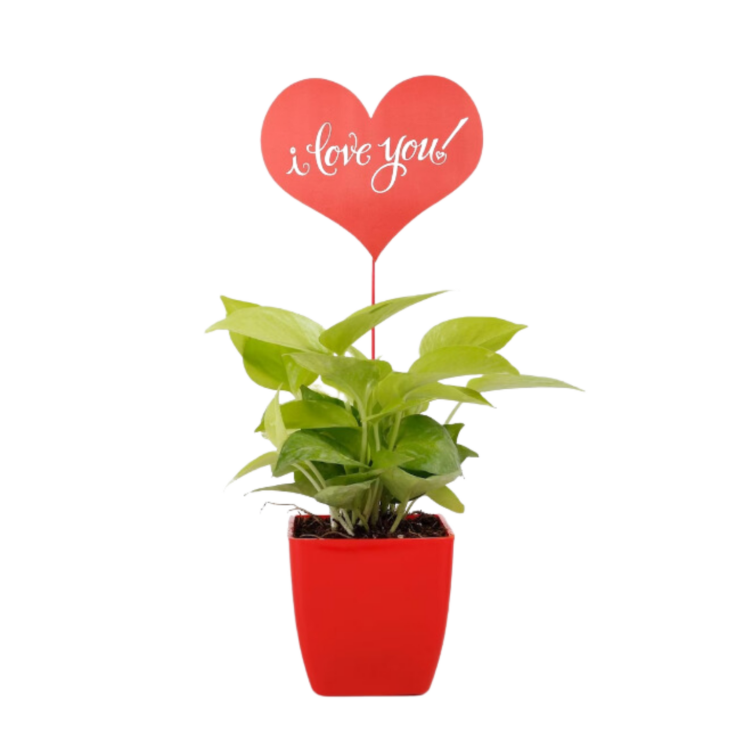 Lovely Money Plant in Red Pot with Tag