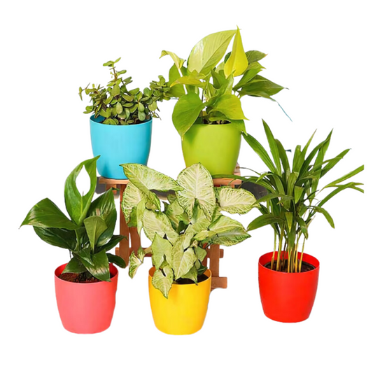Indoor Air-Purifying Plants Collection