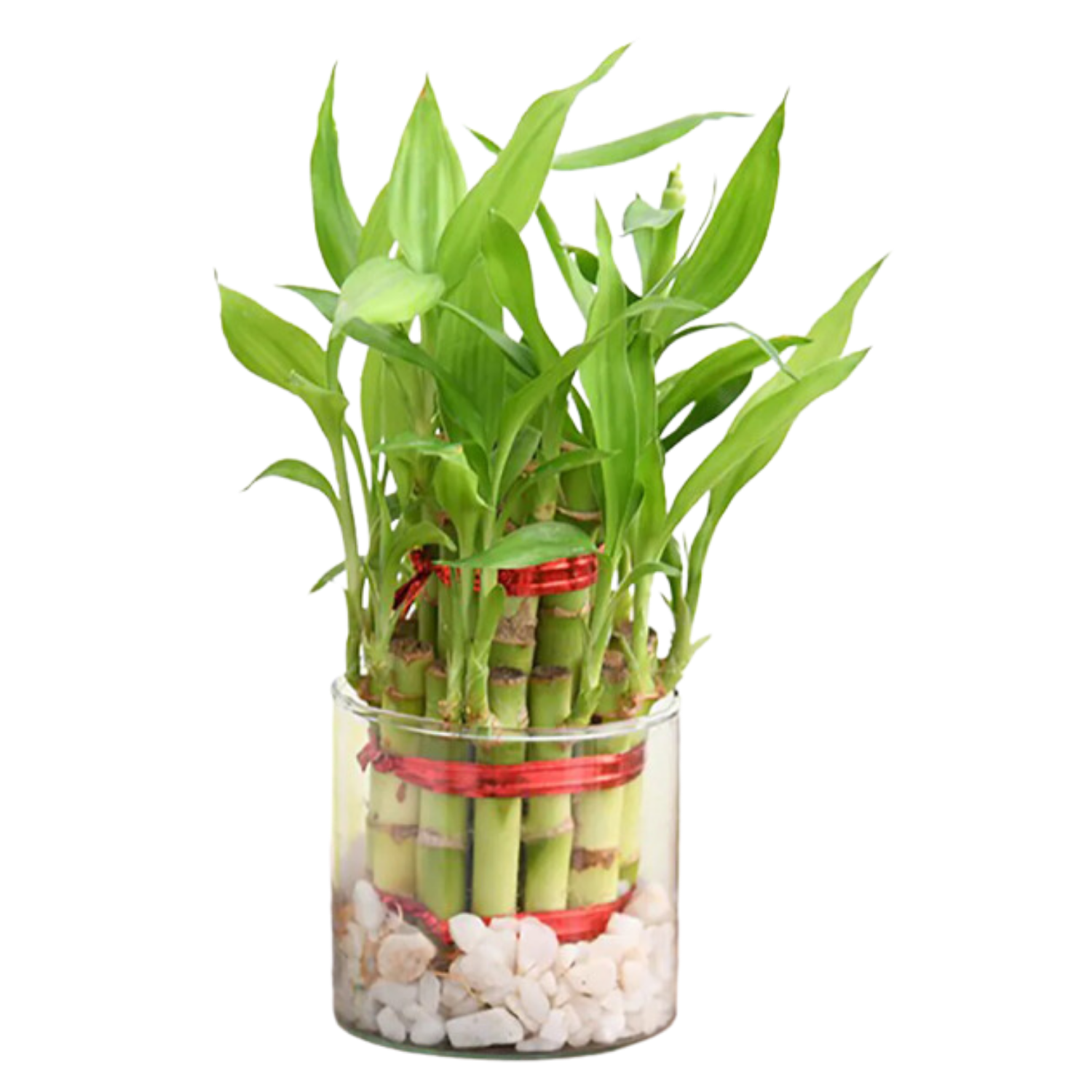 An Auspicious and Easy-Care Gift