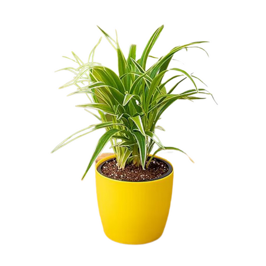 Spider Plant: The Easy-Care, Versatile Greenery for Your Home