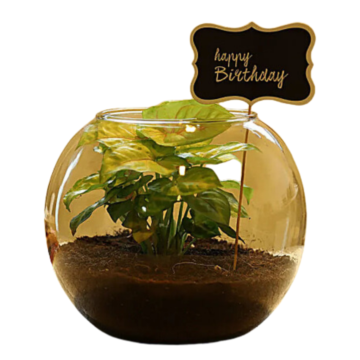 Syngonium in a Fish Bowl
