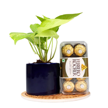 Diwali Gift Set with Ferrero Rocher and Money Plant